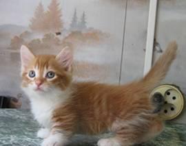 Манчкин(кошка-такса) продажа котят Москва