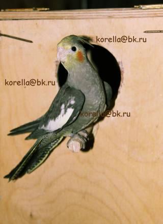 Ручные кореллы и ожереловые (дом.разведения) Москва