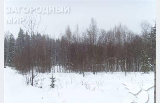Ленинградское ш. 37 км. д. Холмы Москва