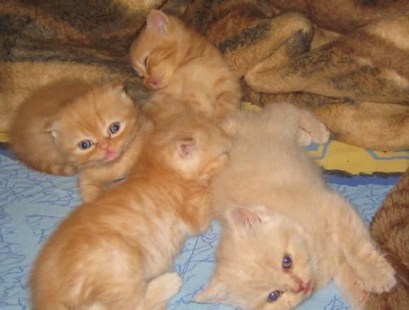 Котята скоттиш фолд и скоттиш страйт Москва