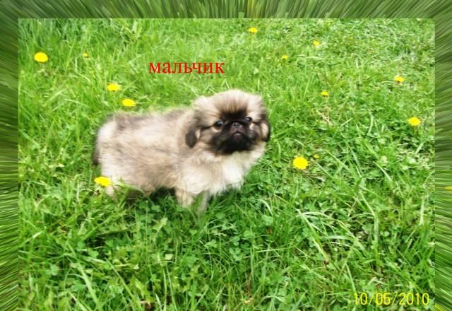 Щенки пекинеса Москва