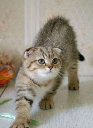 Котята породы шотландские вислоухие Москва