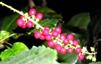 США, Шенген, Англия, Канада, Япония - визы Новосибирск