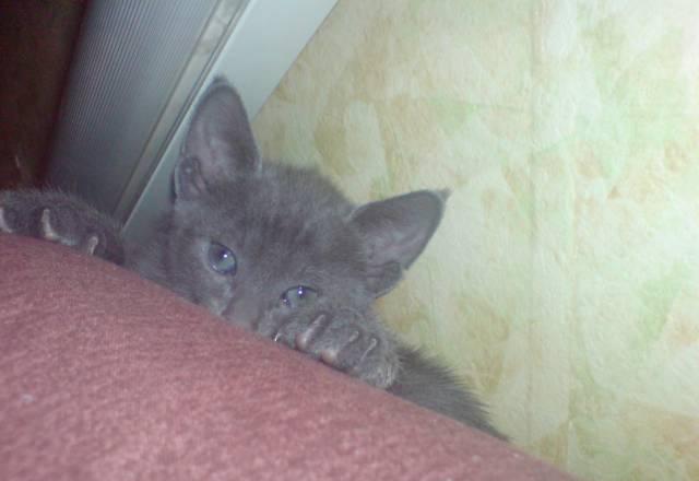 Прелестные Русские голубые котята Москва