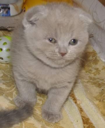 Шотландская вислоухая кошечка Санкт-Петербург