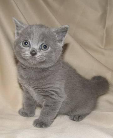 Британские короткошерстные котята Санкт-Петербург