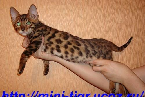 Бенгальские котята Москва