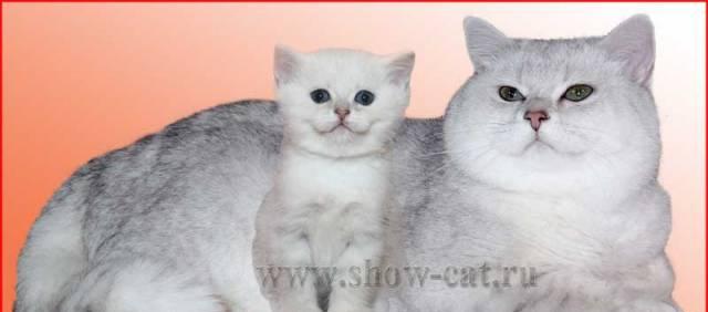 Британские котята серебристой и золотой шиншиллы Москва