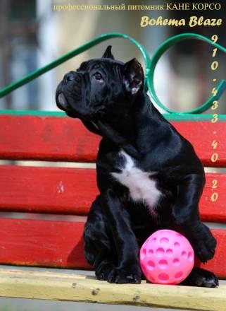 Cane corso Москва