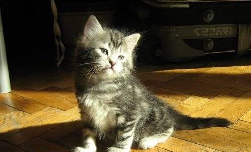 Сибирские котята Москва