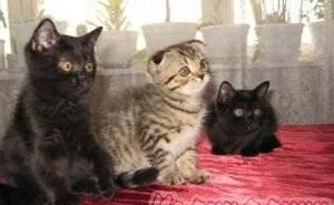 Котята Ростов-на-Дону