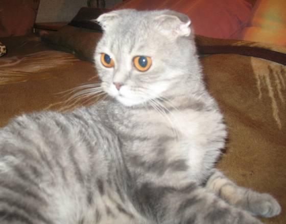 Шотландские котята фолд и страйт Екатеринбург