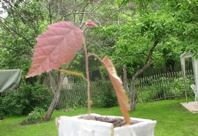 Орешник atropurpurea с красными листьями Москва
