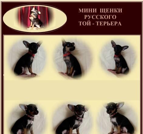 Продажа щенков той - терьера  мини Москва