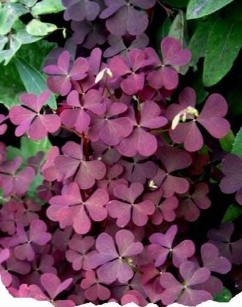 Кислица рожковая (Oxalis соrniculata) Москва