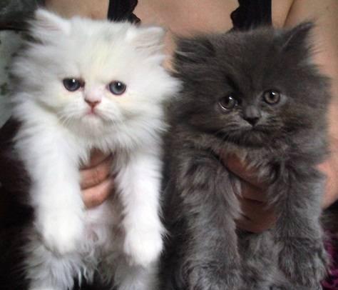 Котята персидские,  девочки Москва