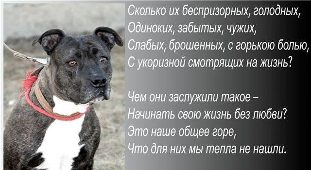 Стаффы  и питы на условиях Москва