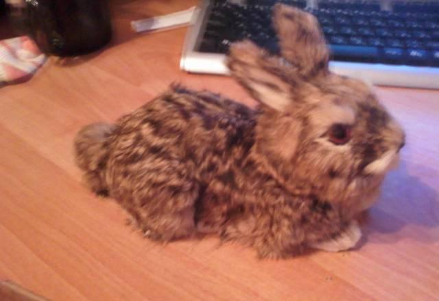 Чучело заяца Москва