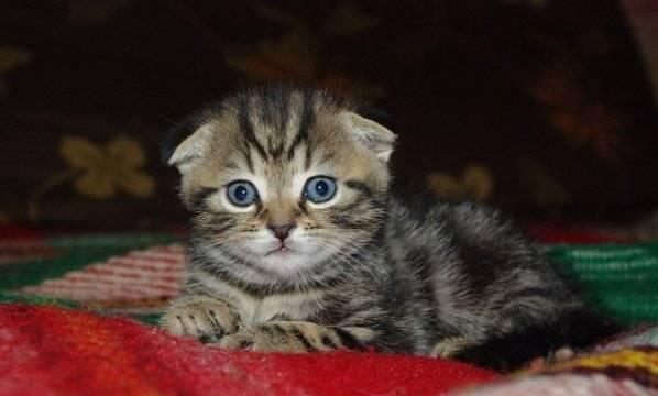 Шотландские мальчишки. Вислоухие и страйт Москва