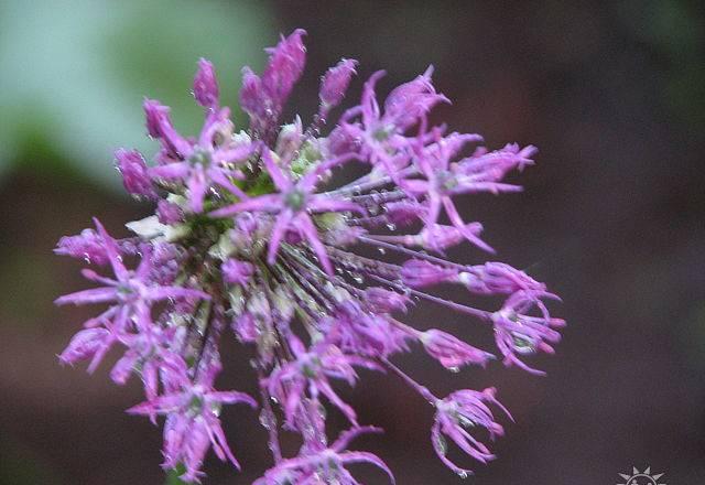 Лук афлатунский (Allium aflatunense) Москва