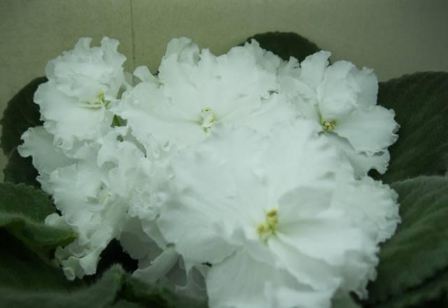 Растения Москва