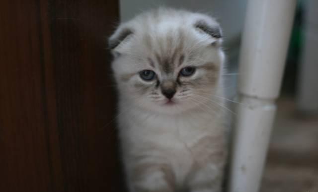 Девочка скотиш фолд окрас линкс поинт с документам Санкт-Петербург