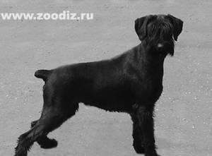 Ризеншнауцер щенки, питомник "Геарес" Ростов-на-Дону