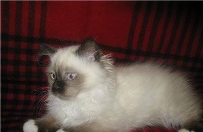 RAGDOLL, Котята уникальной породы РЭГДОЛЛ (Кошка кукла) Москва