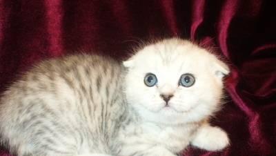 Британские и шотландские вислоухие котята Москва