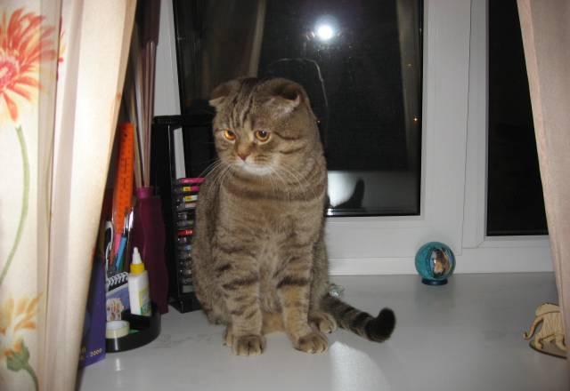 Кот Нижний Новгород