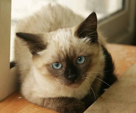 Котенок в добрые руки в дар Москва