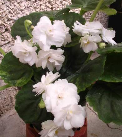 Сортовые фиалки Москва