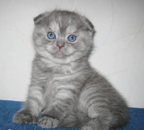 Две шотландские вислоухие кошечки (скоттиш-фолд) Саратов