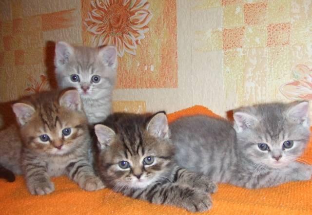 Британские котята Краснодар