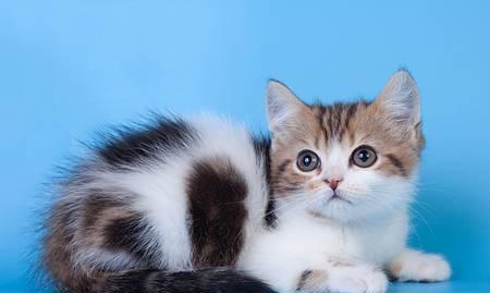 Шотландский короткошерстный котик Москва