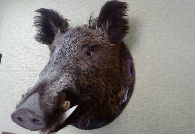 Чучело Голова кабана (секача) Волгоград