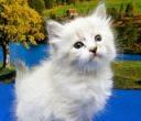 Белоснежные сибирские котята Красноярск