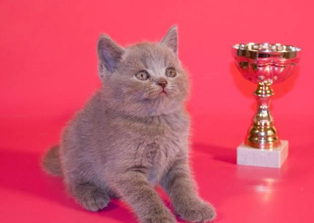 Британский котик голубого окраса с чистой родослов Уфа