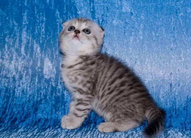 Котик шотландский вислоухий серебристого окраса ви Уфа