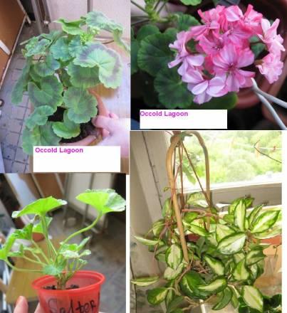 Сортовые пеларгонии и Hoya carnosa variegata Москва