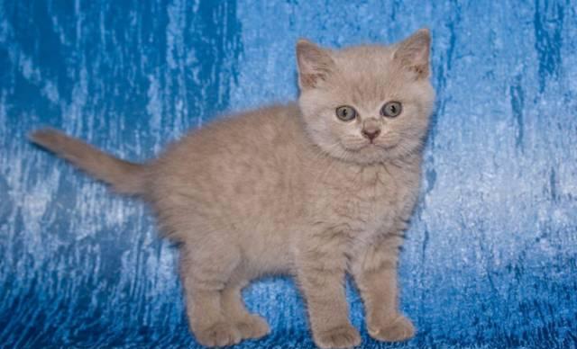 Котик британский лилового окраса 1,5 мес увесистый Уфа
