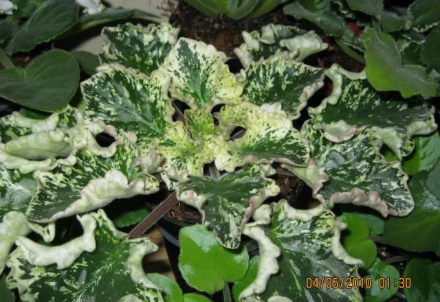 Цветы Москва