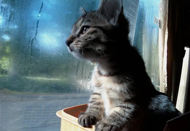 3 котёнка курильского бобтейла Пермь