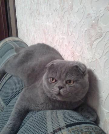 Вязка с вислоухим шотландцем Клин