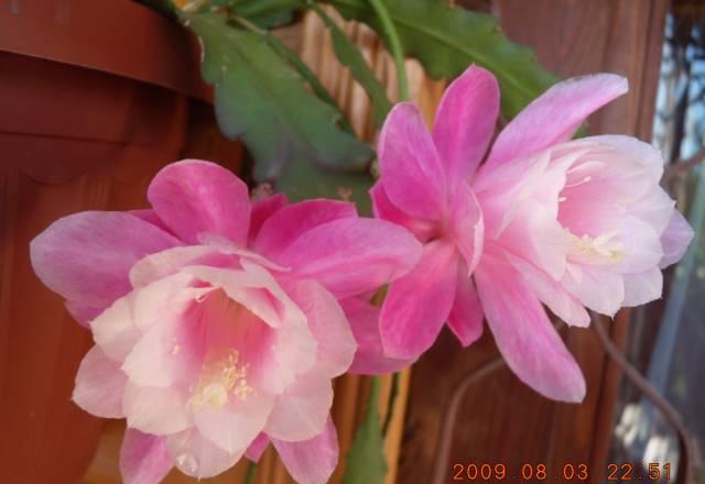 Epiphyllum "Deutsche Kaiserin" (лесной кактус) Москва