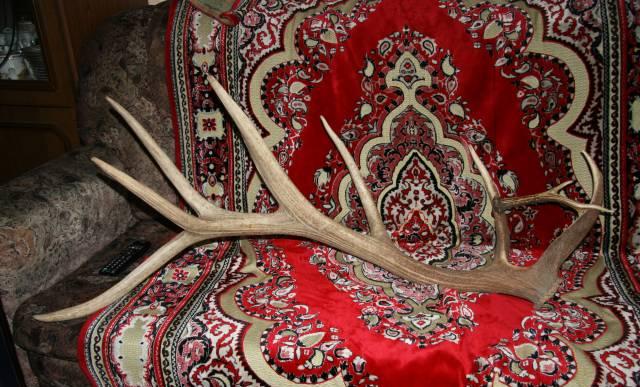 Рога Москва