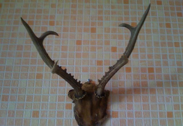 Рога. настоящие Москва