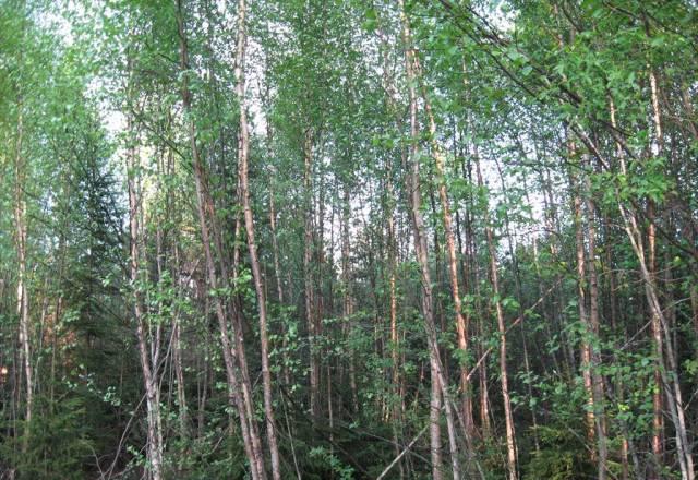 Участок в Лебедевке Выборг