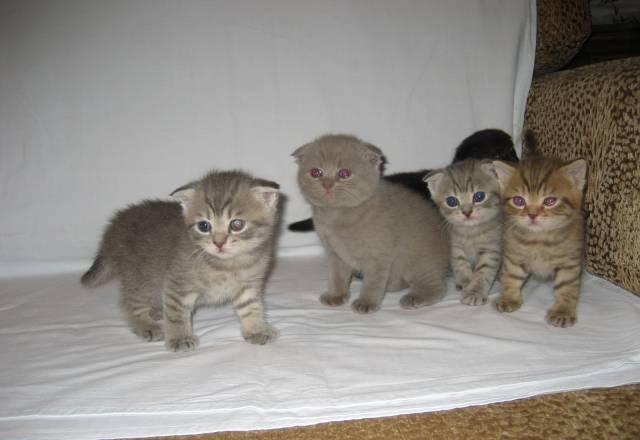 Котята Саратов