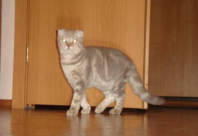 Вислоухий котенок Челябинск